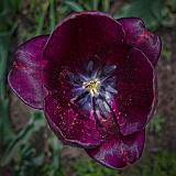 Bee On A Tulip Stigma_00461